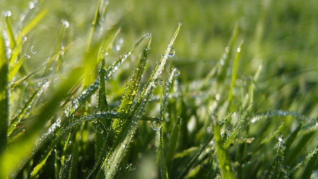 /files/images/fotkyzdarma/grass-595161_640.jpg